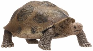 Tortoiseshell